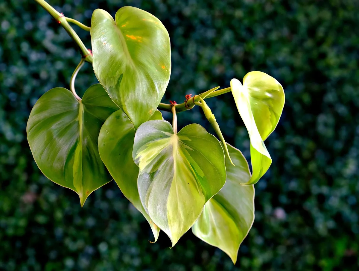 overwatering philodendron leaves