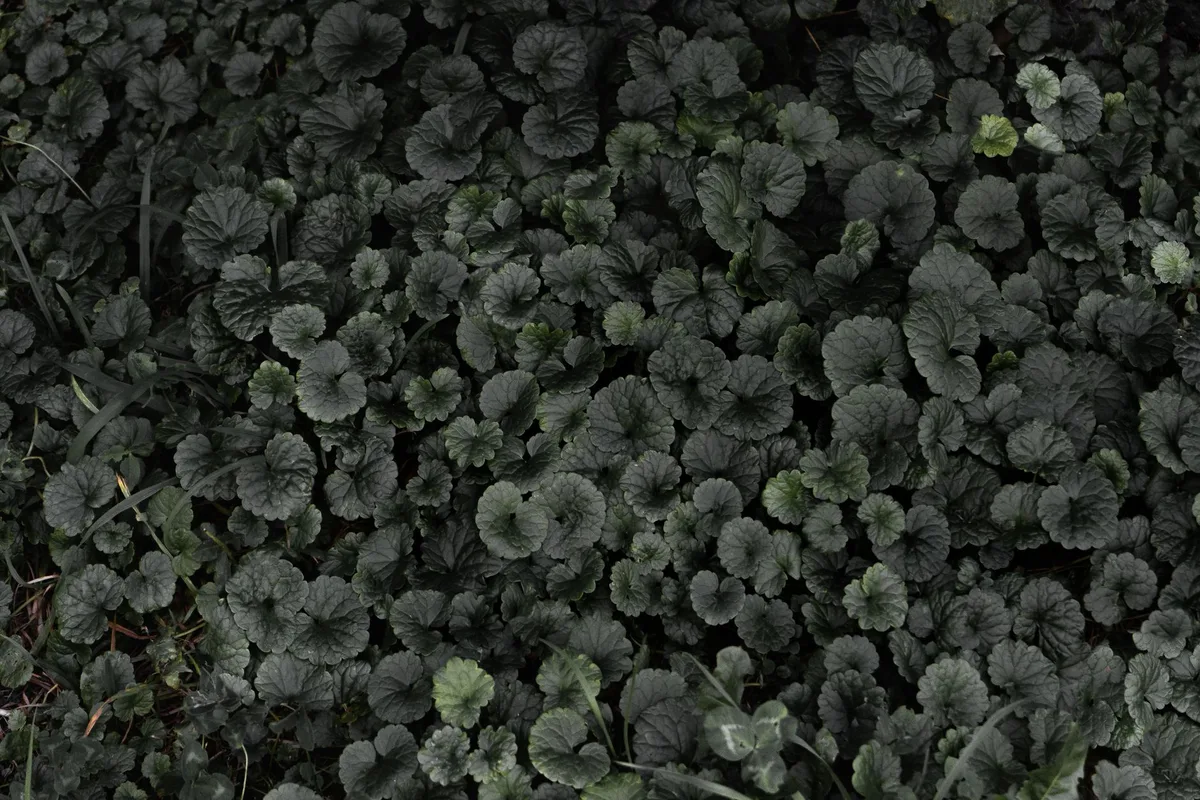 pachysandra ground cover