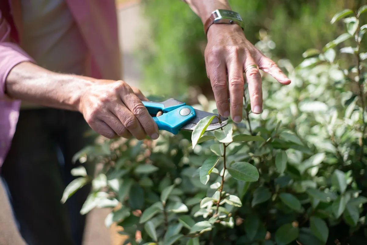 Plant pruning shear tool