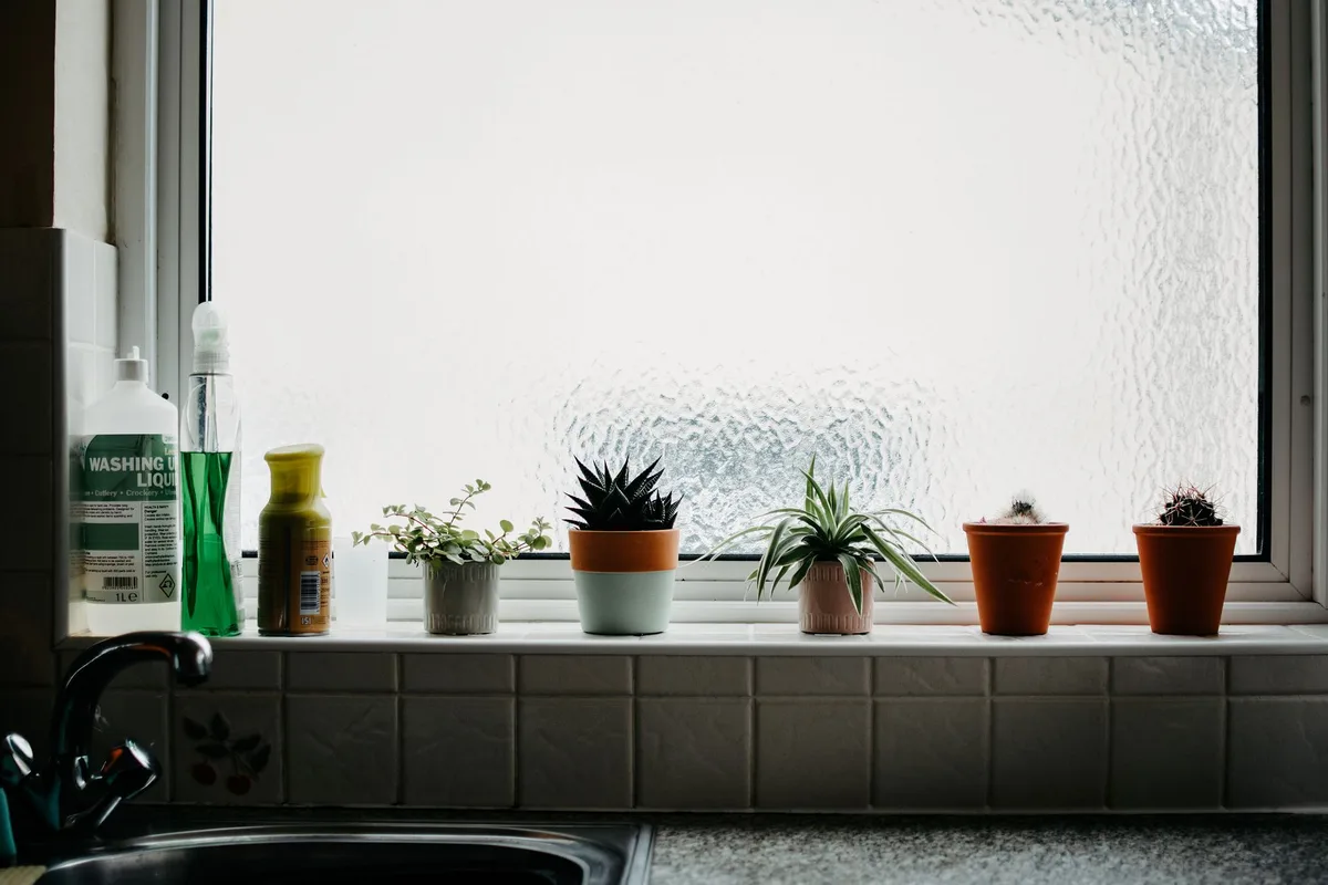 plants behind frosted glass