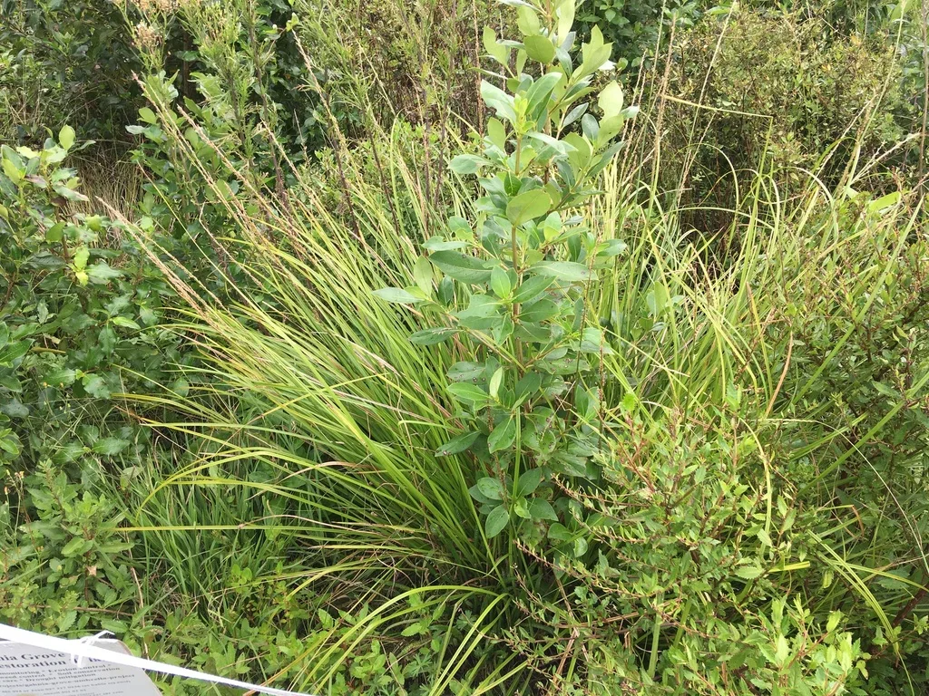 plants in rain