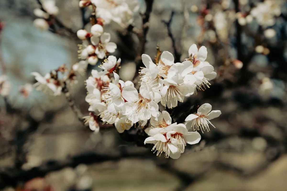 plum tree flowers but no fruit