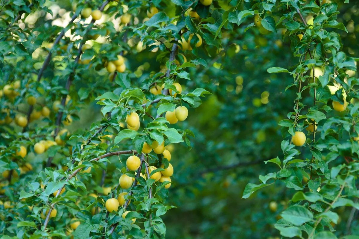 plum tree fruit timeline
