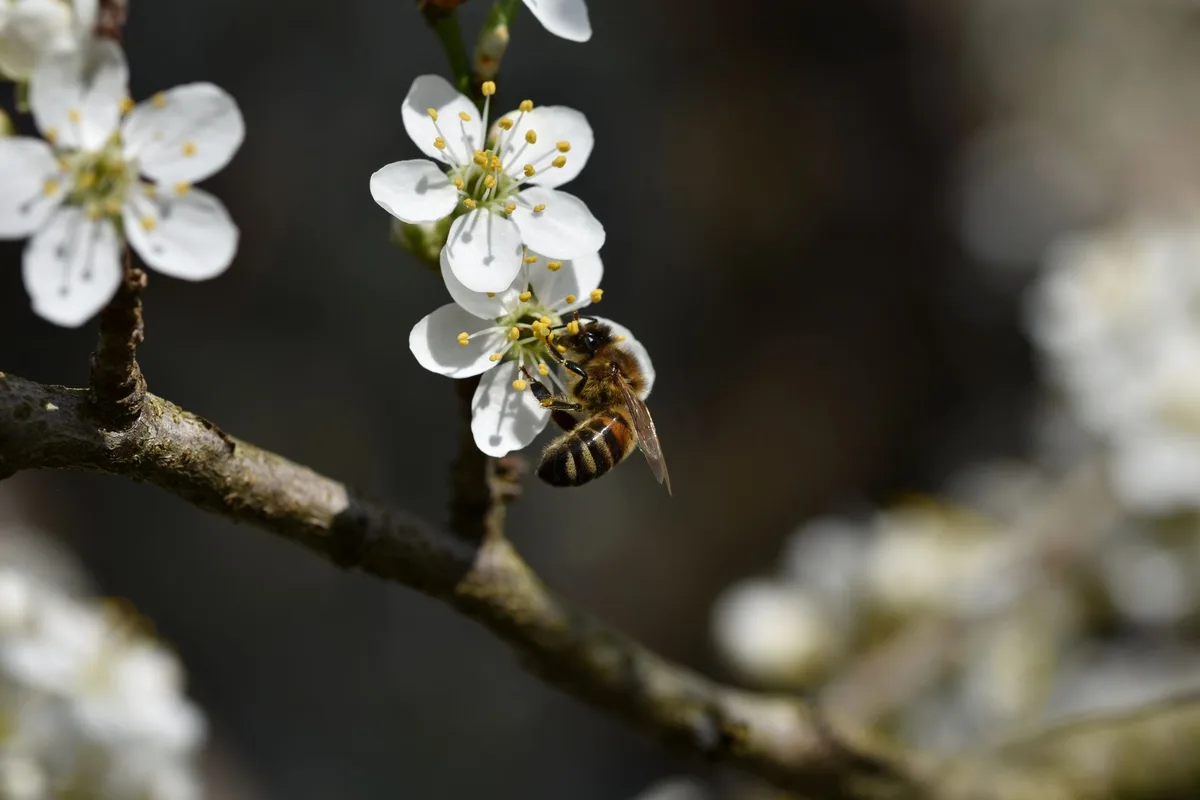 plum tree pollination bees