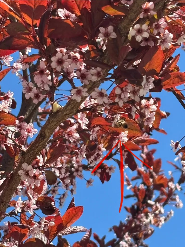 plum tree pollination