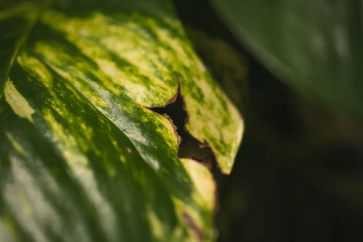 Pothos leaf fungal infection spots