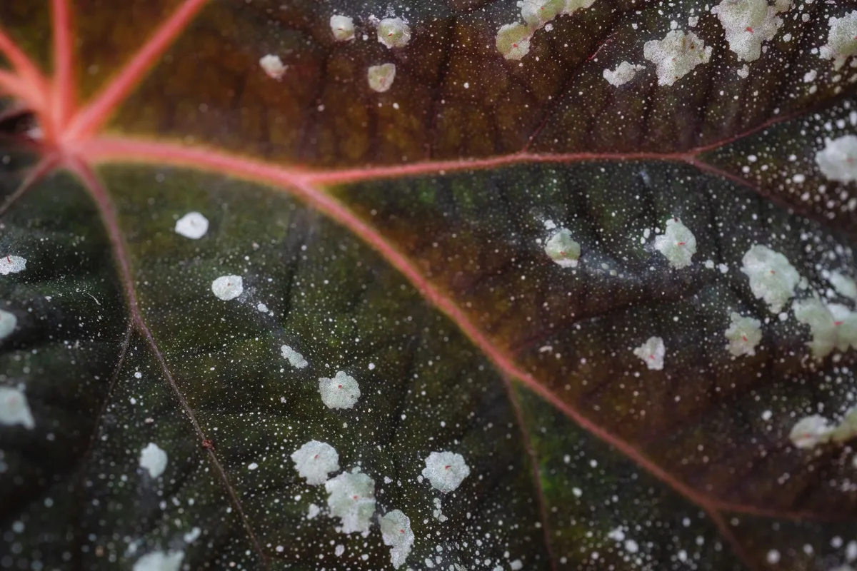 powdery mildew on dahlia leaves