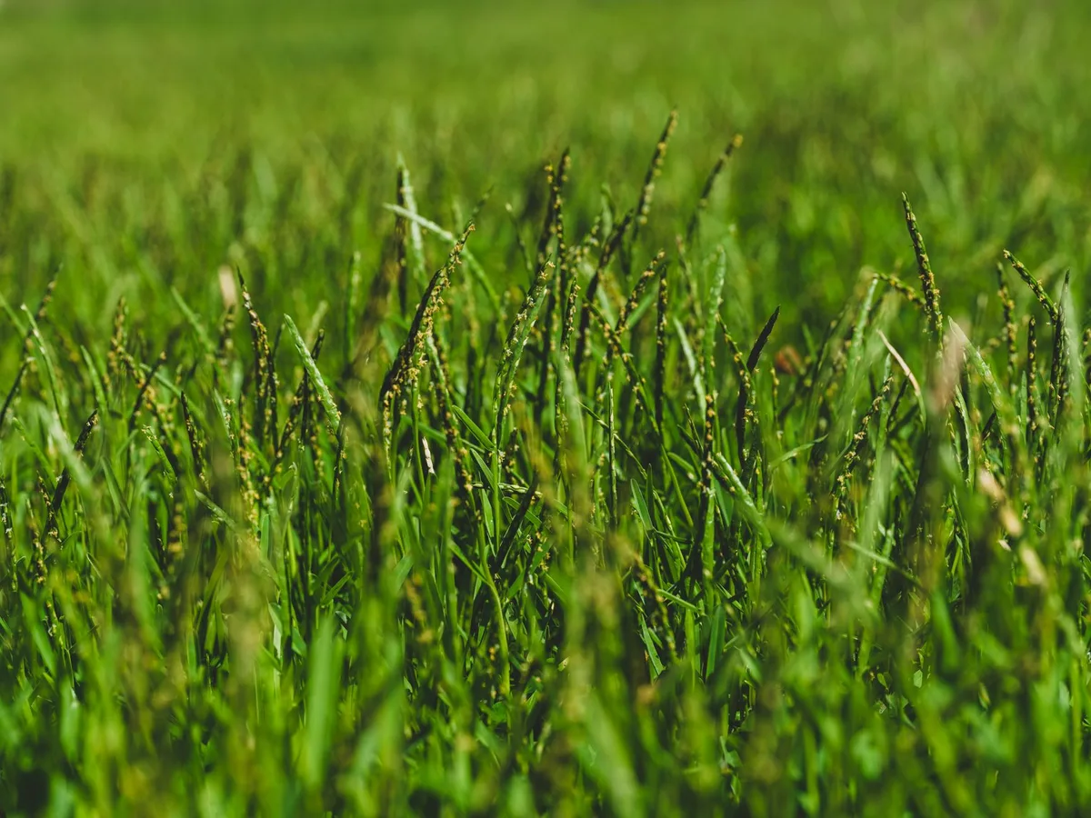 quackgrass identification close up