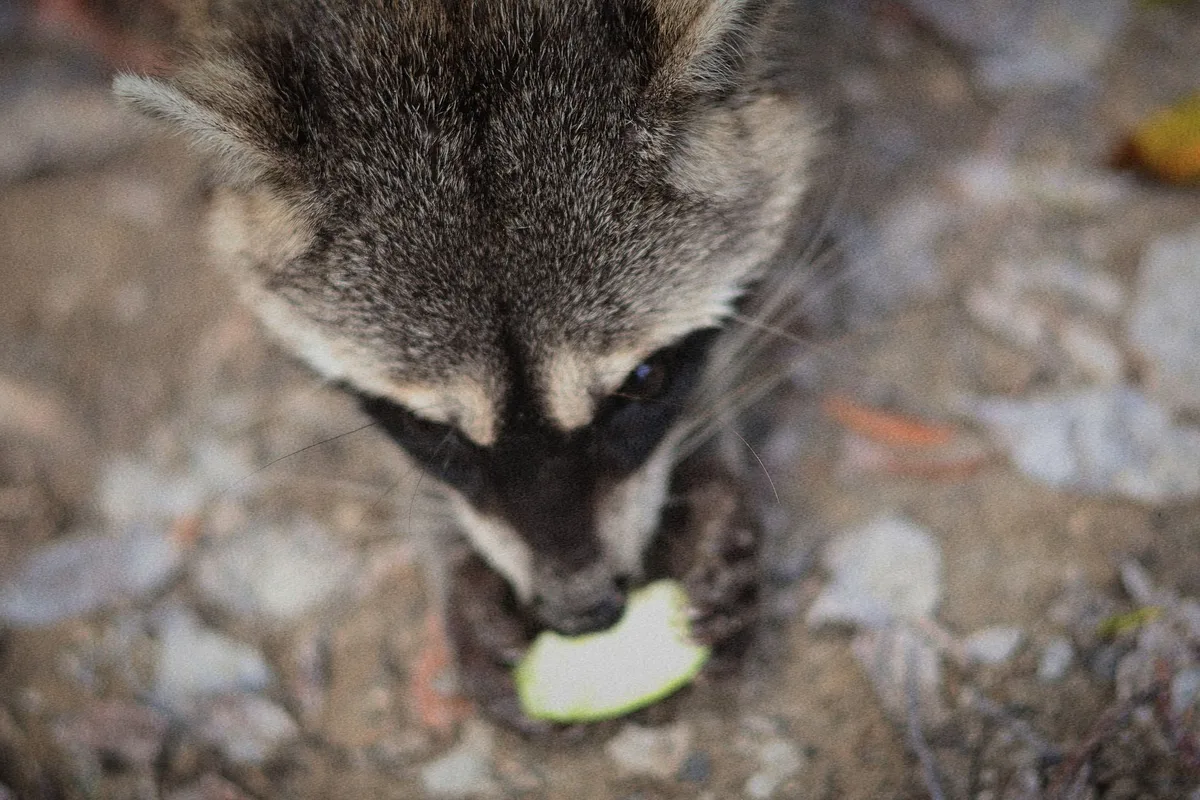 raccoons eating fruit