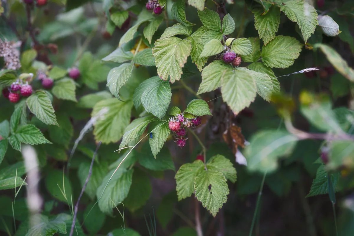 raspberry bush leaves yellowing