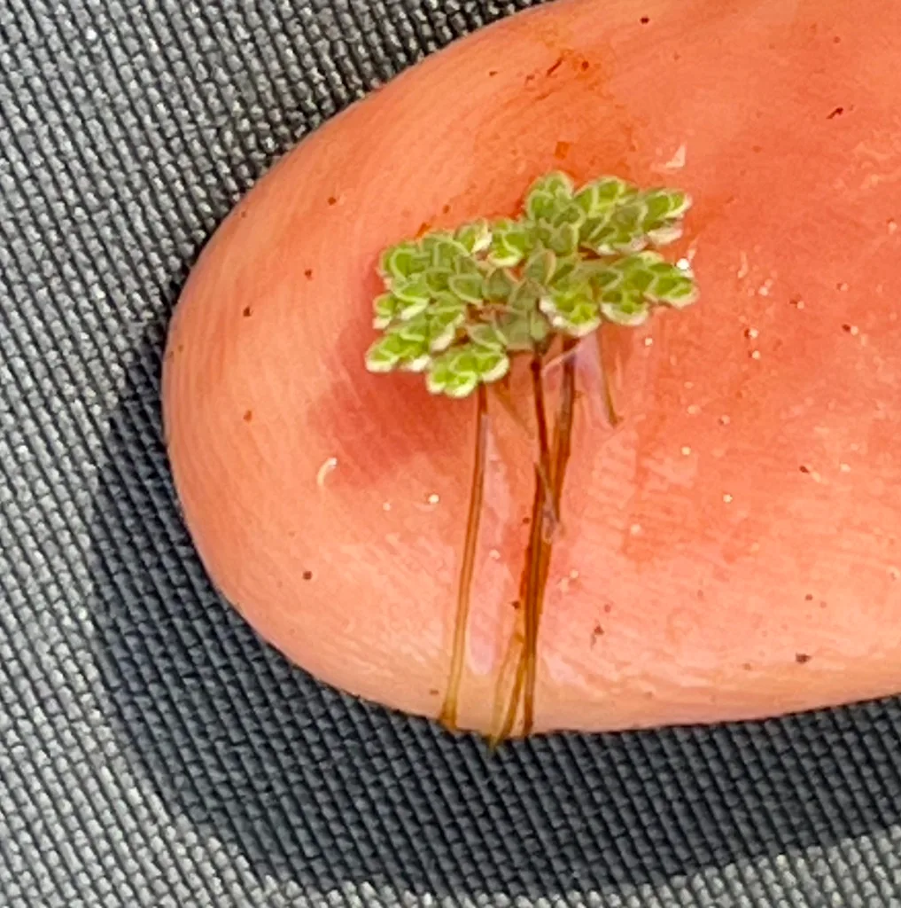 root rot plant damage