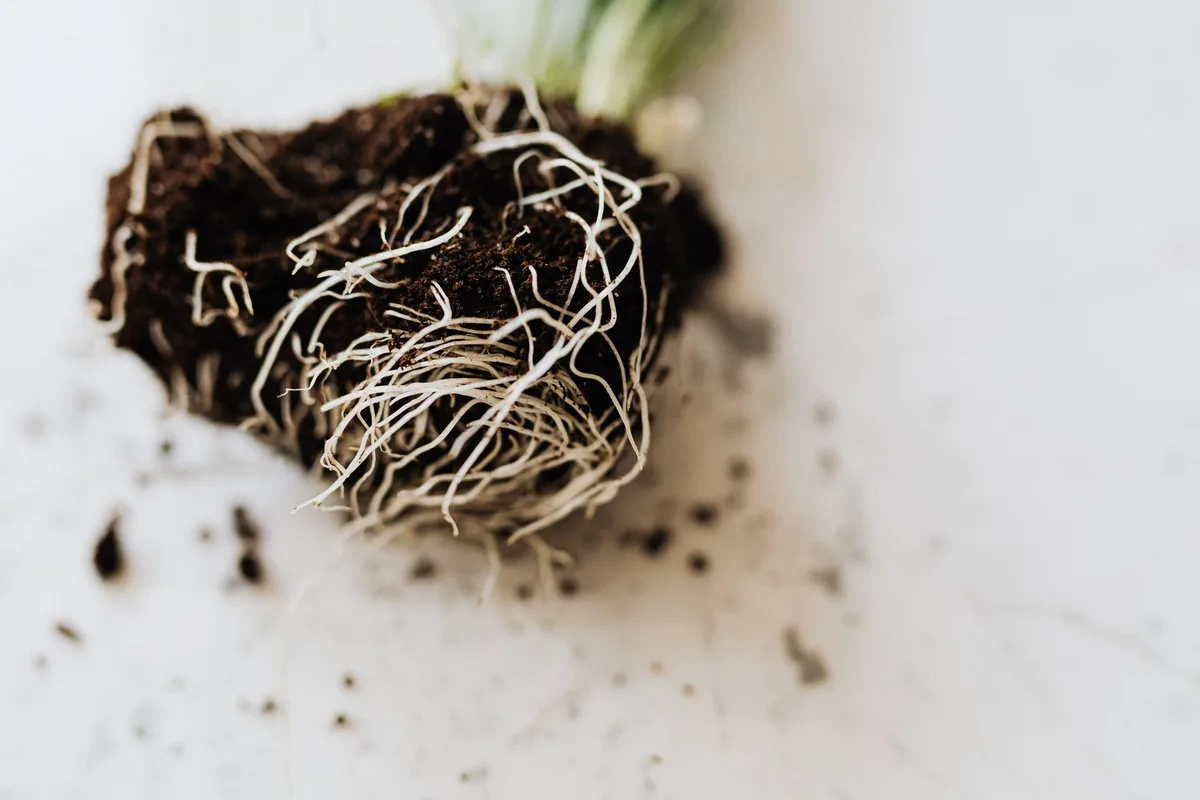 root structure