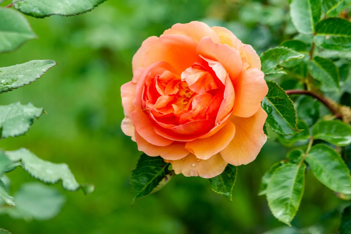 rose bush with yellowing leaves