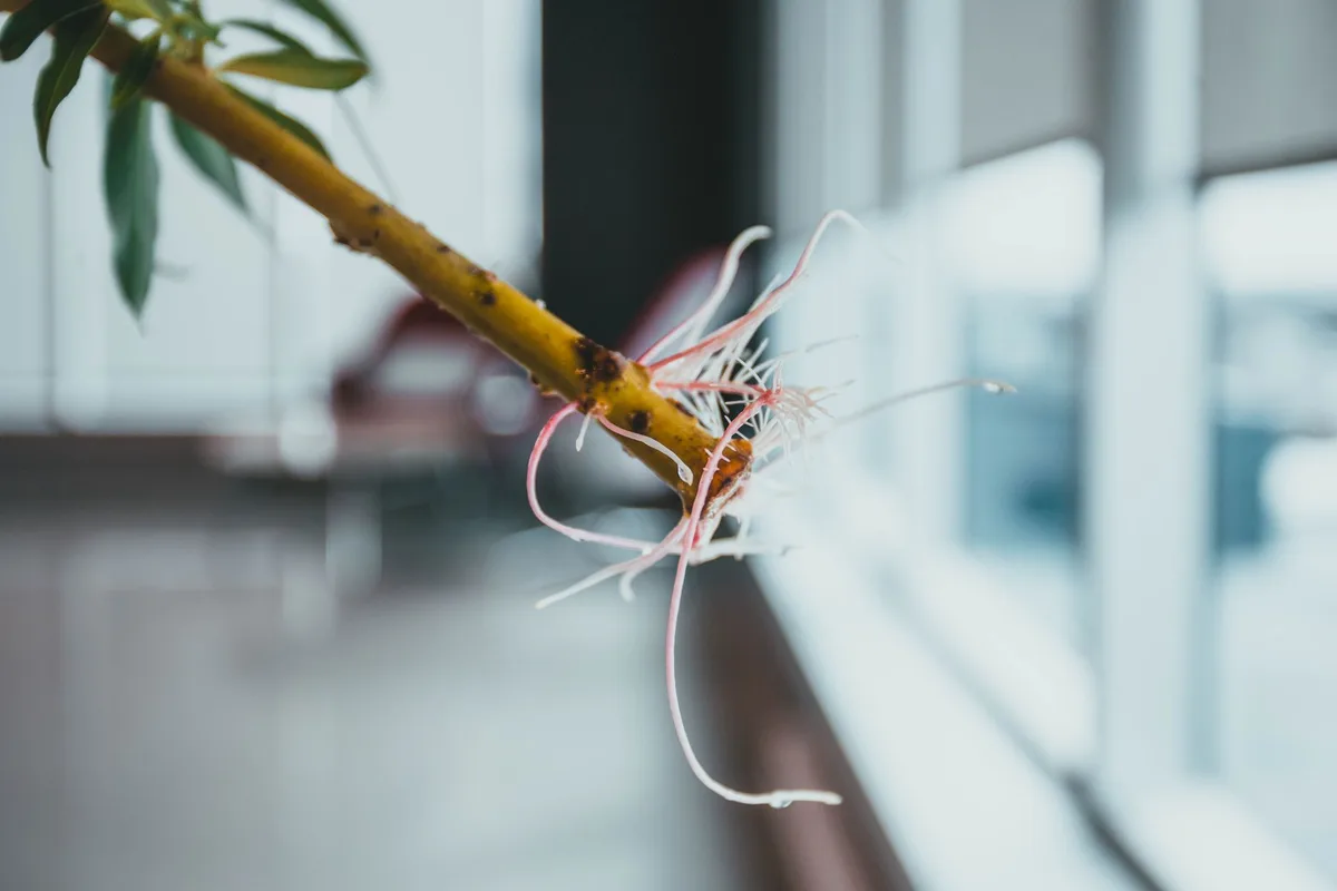 rose cutting showing early root development