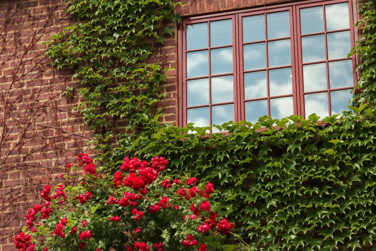 roses climbing on house