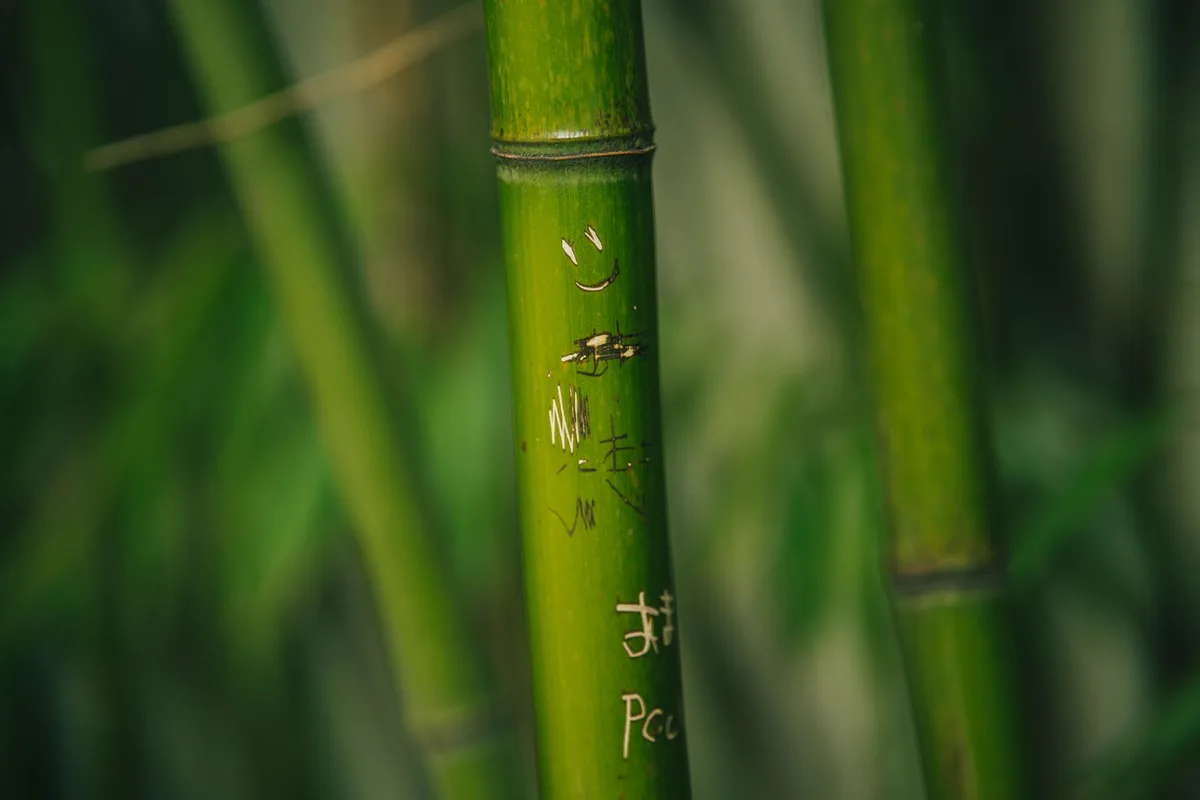 scratch test on plant stem