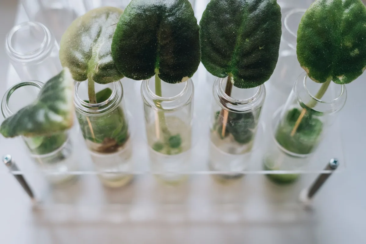 scratch test plant survival