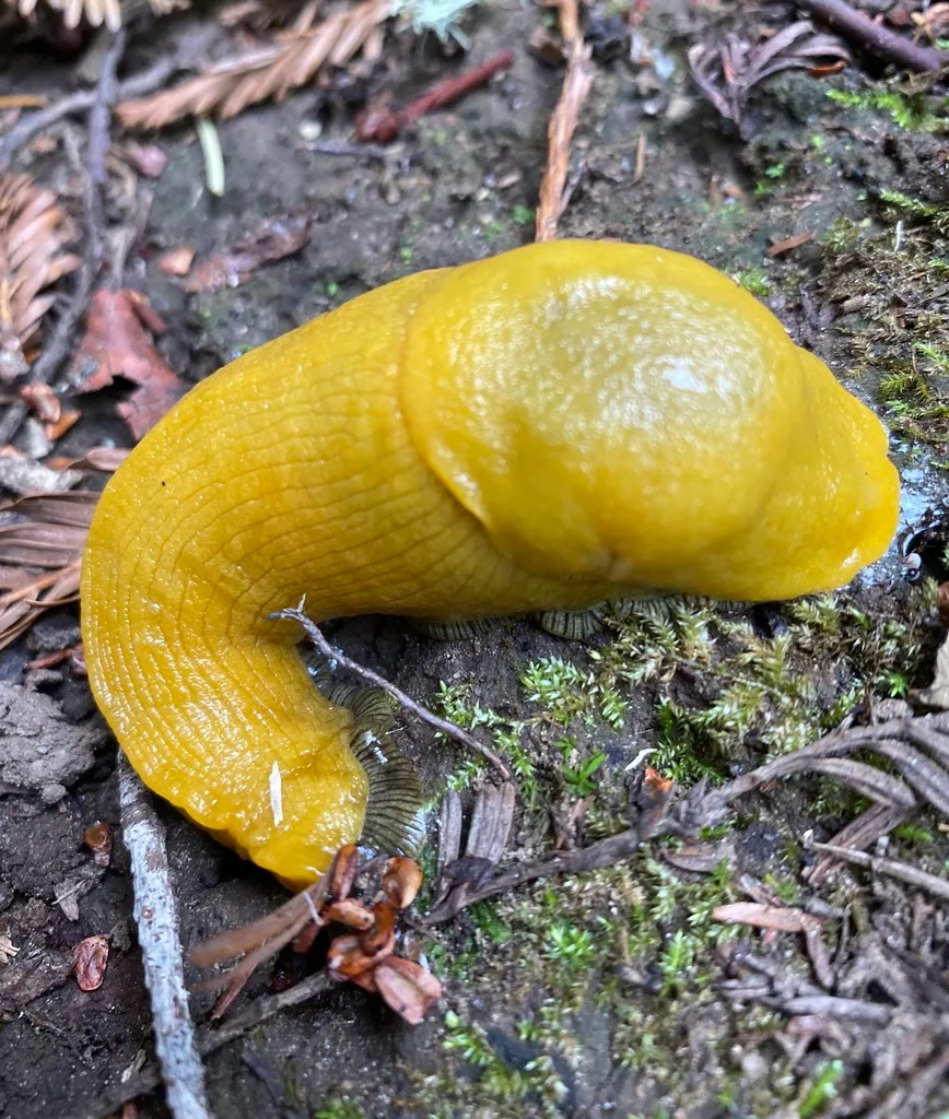 slug slime trails