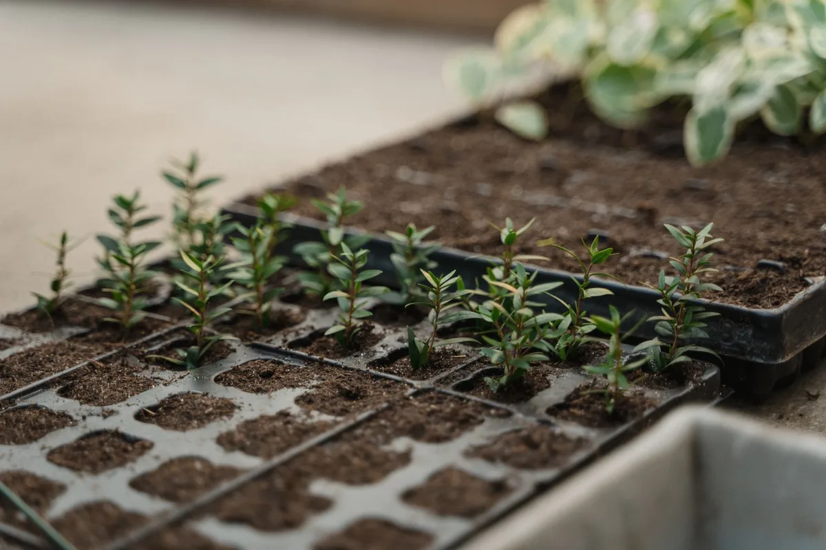 small rose cuttings in propagation tray