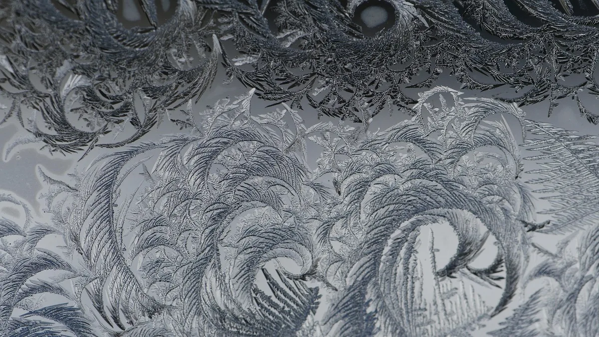 snake plant silhouette frosted glass