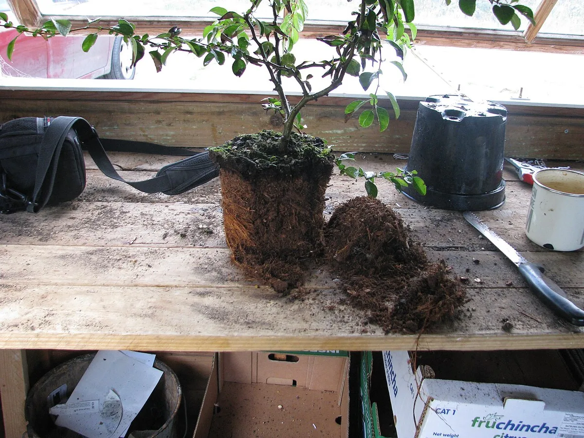 Soil amendment for bulbs
