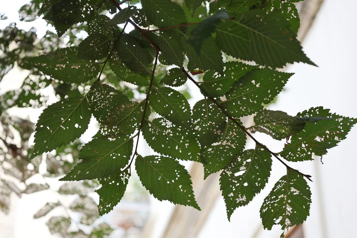 spider mite stippling damage on leaves