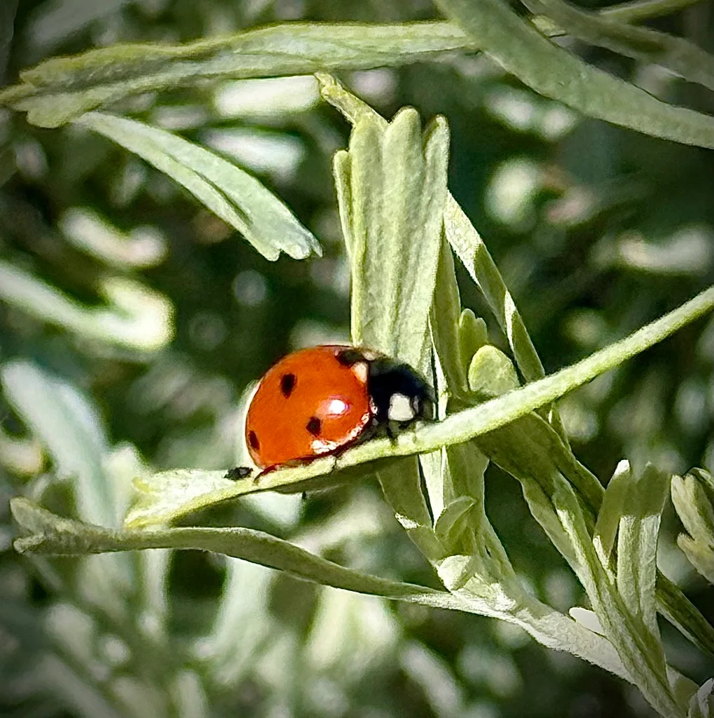 spider mites on houseplant leaves