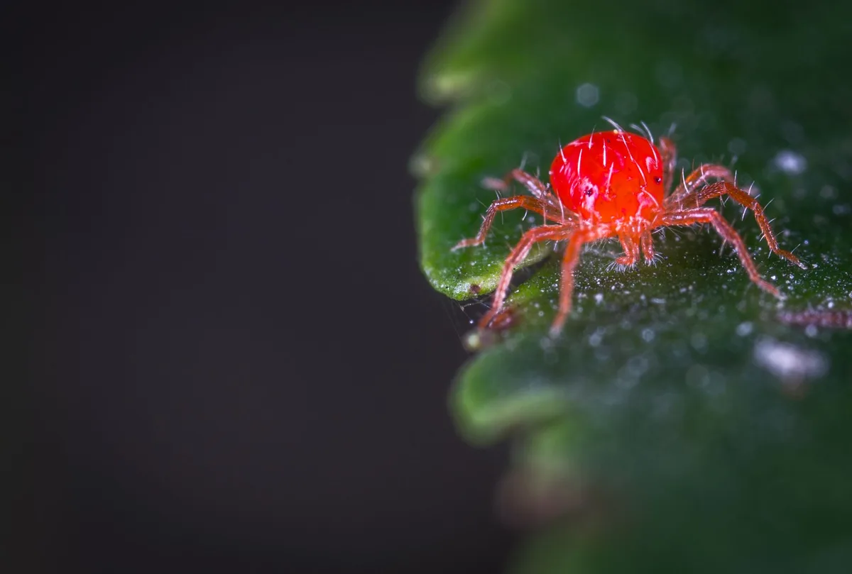 spider mites on mint