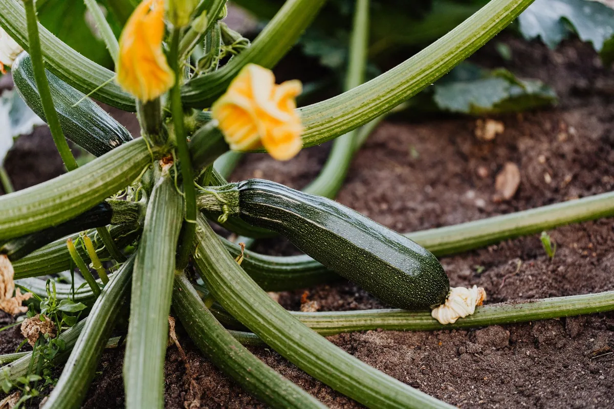squash plant stem damage