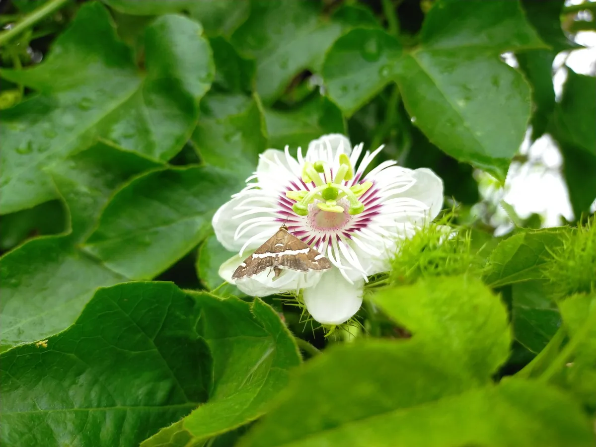squash vine borer
