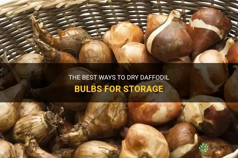 Storing daffodil bulbs