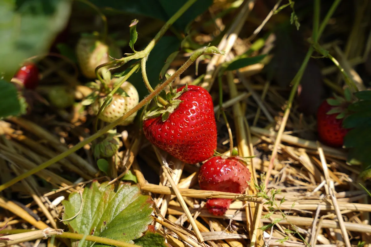 strawberries with bug damage