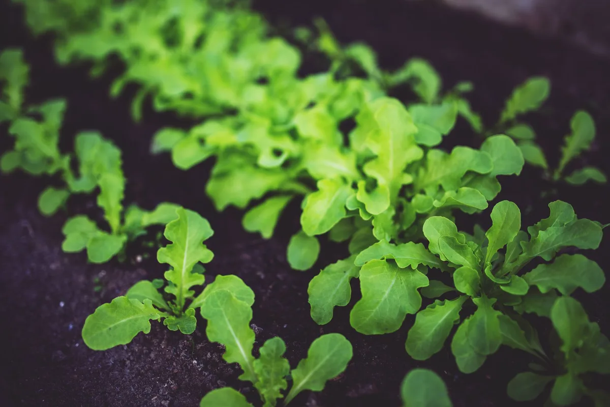 Stunted plant growth example
