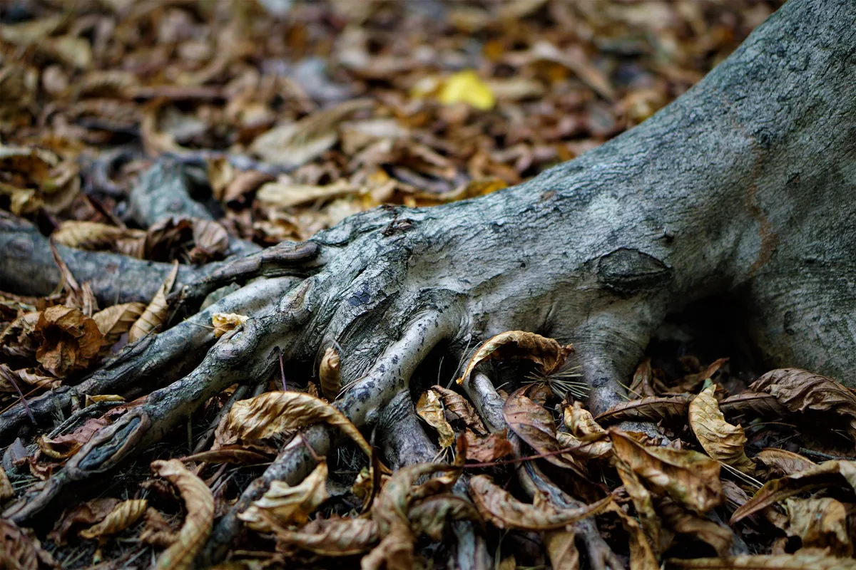 sunflower root rot