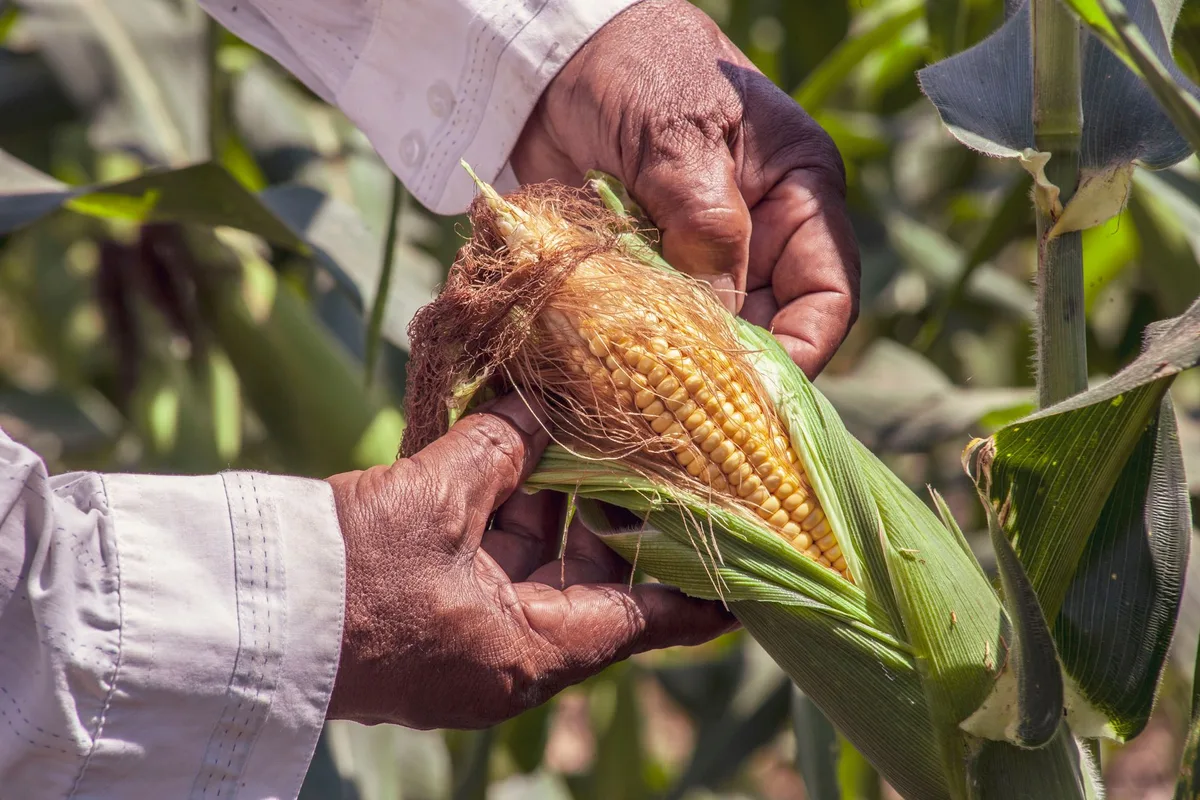 sweet corn growth stages