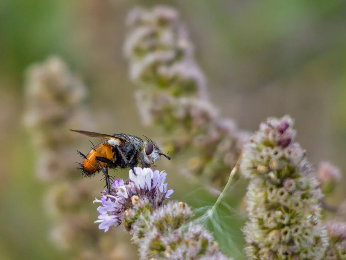 Tachinid flies identification