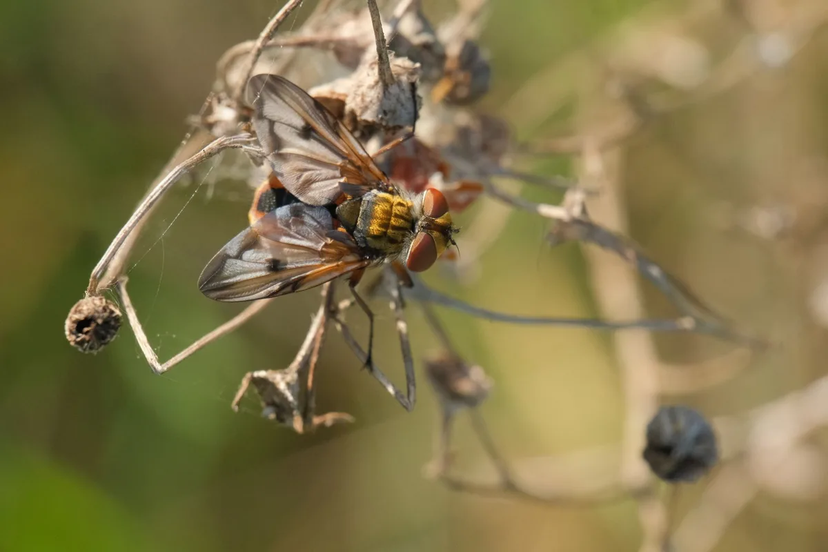 Tachinid flies parasitoid host