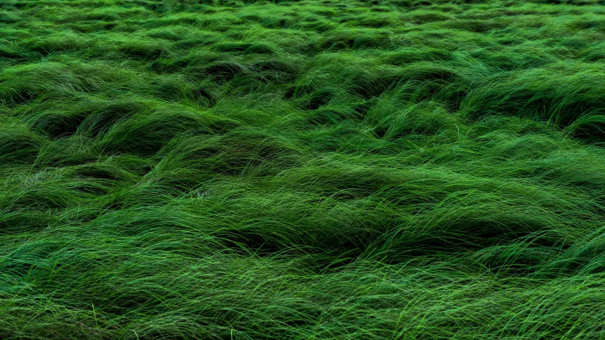 tall fescue grass texture