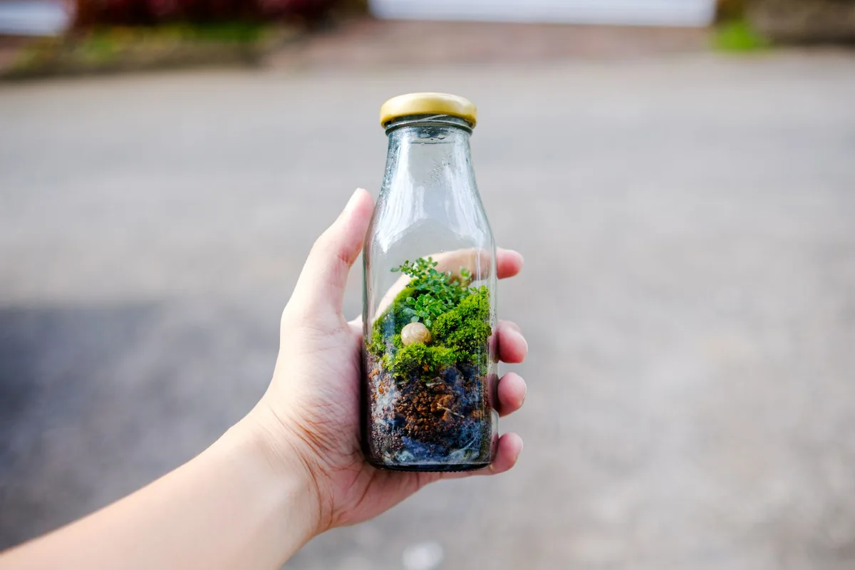 terrarium bottles