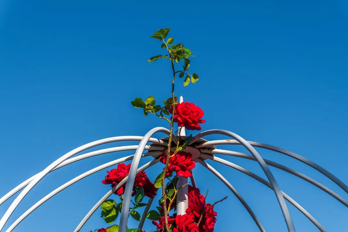 trellis styles