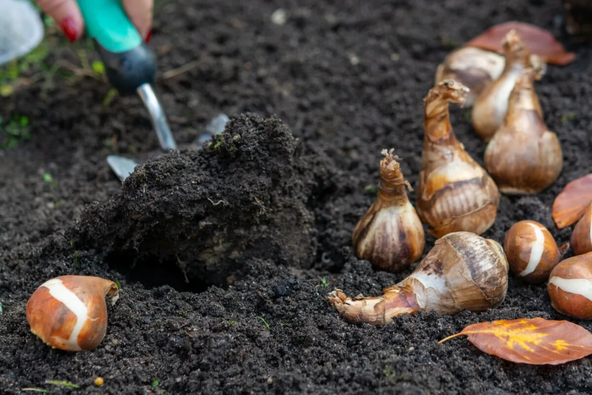 Trench planting method