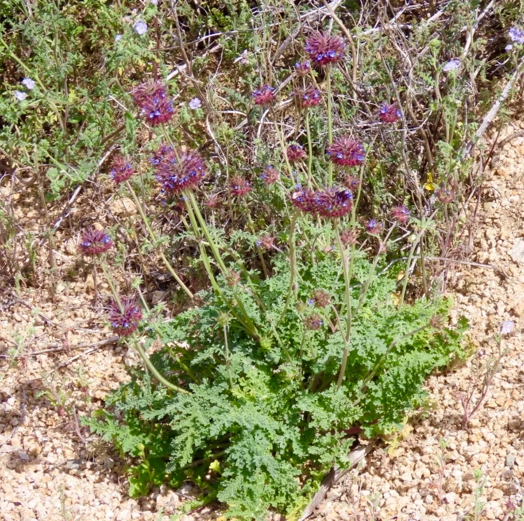 underwatering mint