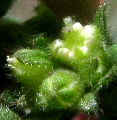 underwatering