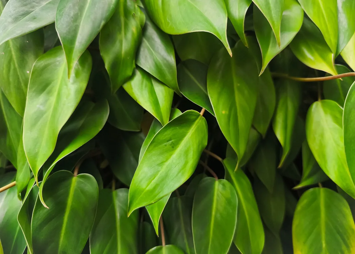 underwatering philodendron leaves