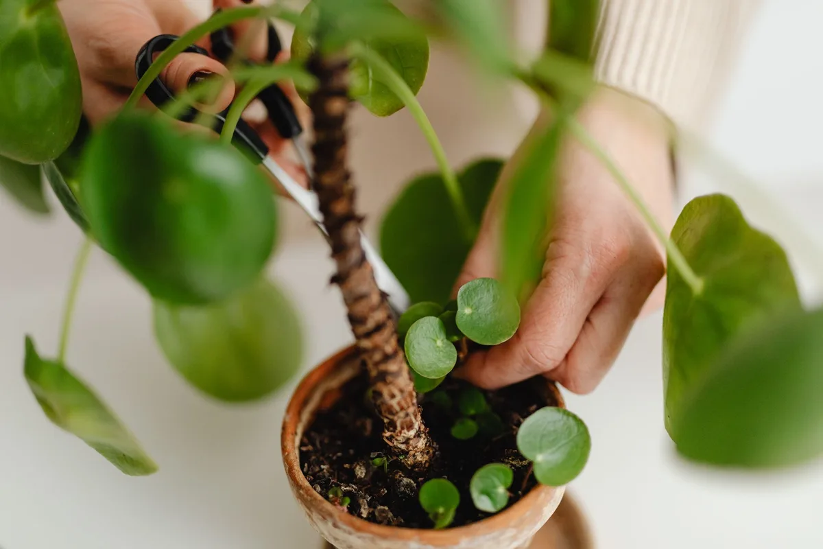 underwatering symptoms pilea