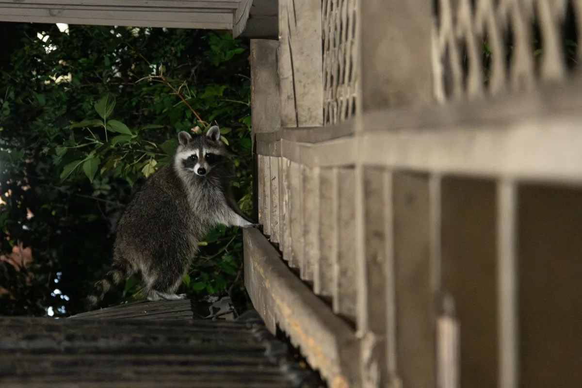 urban raccoon behavior