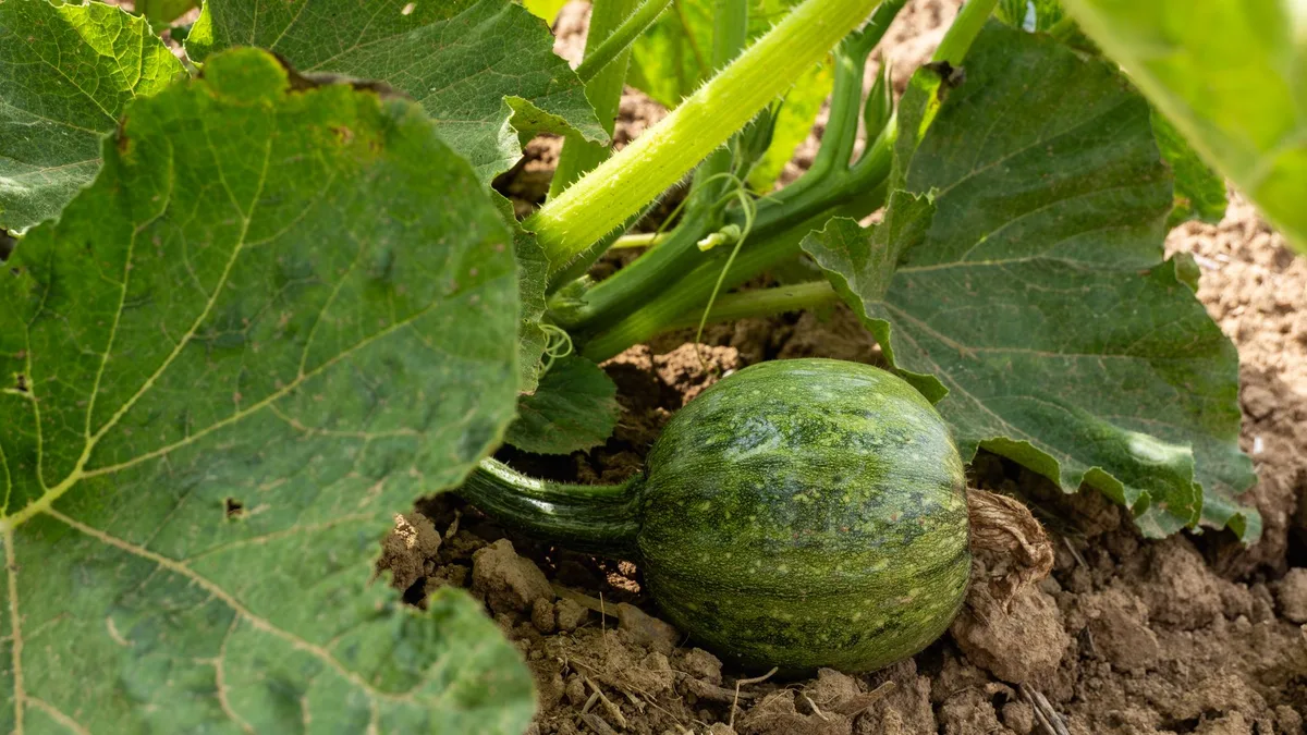 vining squash plant pot size