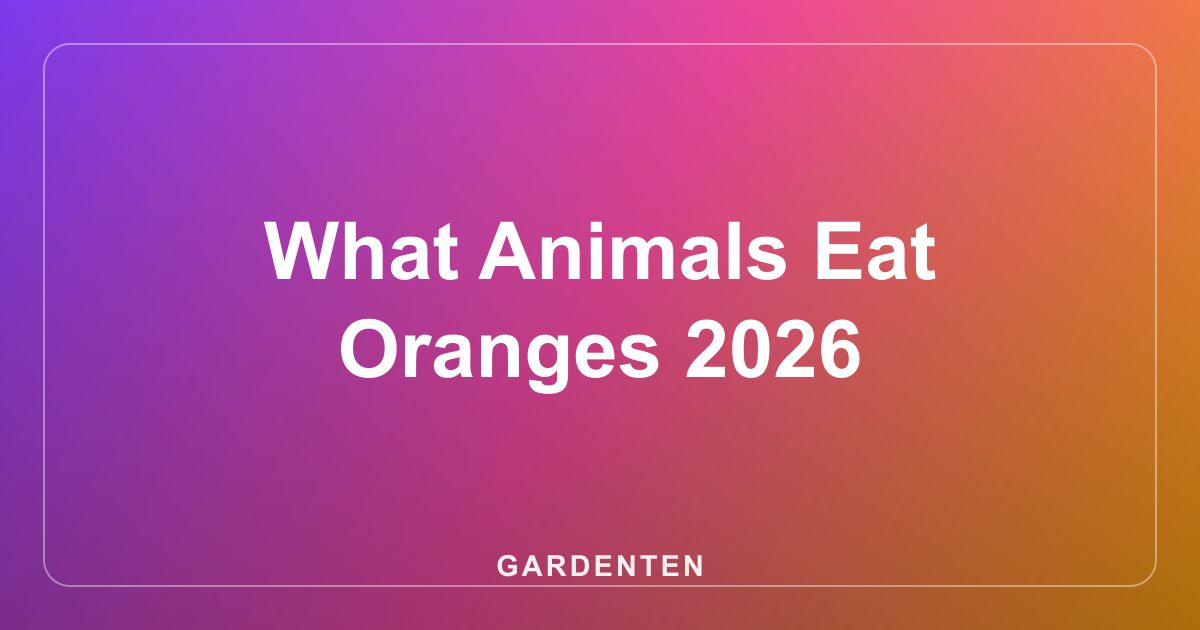 What Animals Eat Oranges 2026