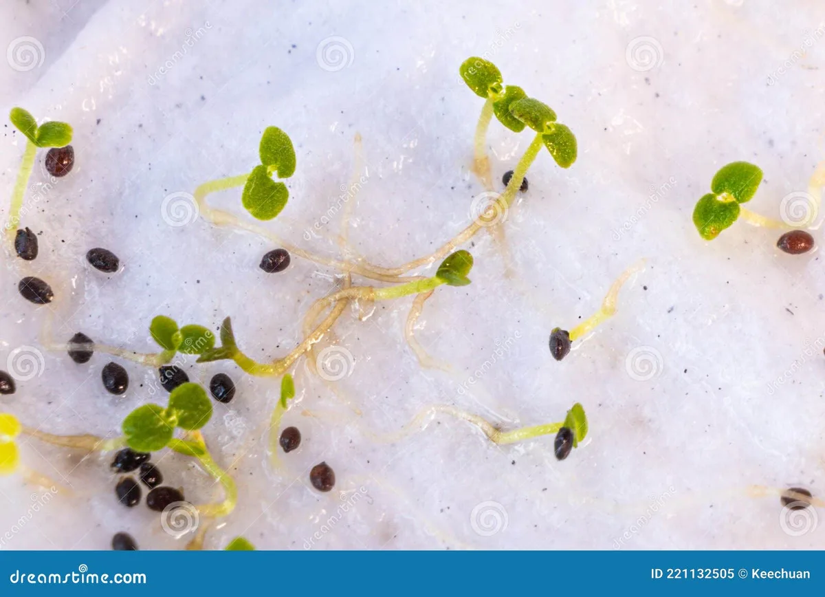 what does oregano seedlings look like