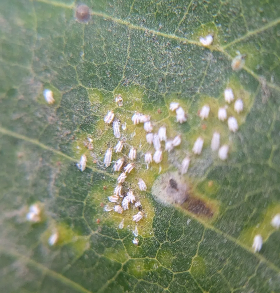 white spots in mango